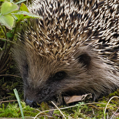 Igel