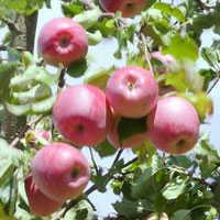 apfel