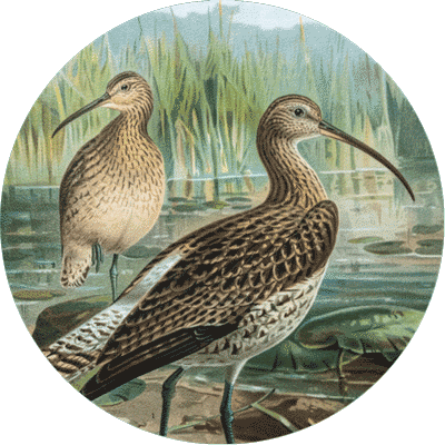 Brachvogel