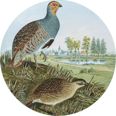 Rebhuhn