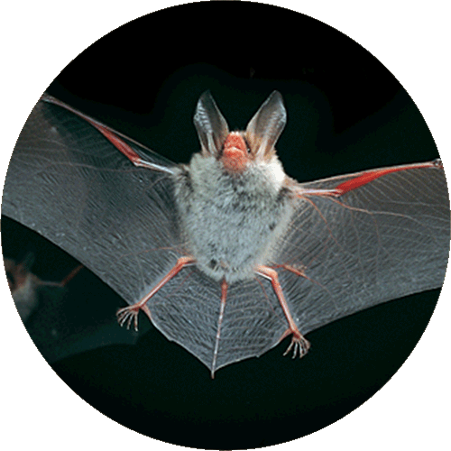 fledermaus