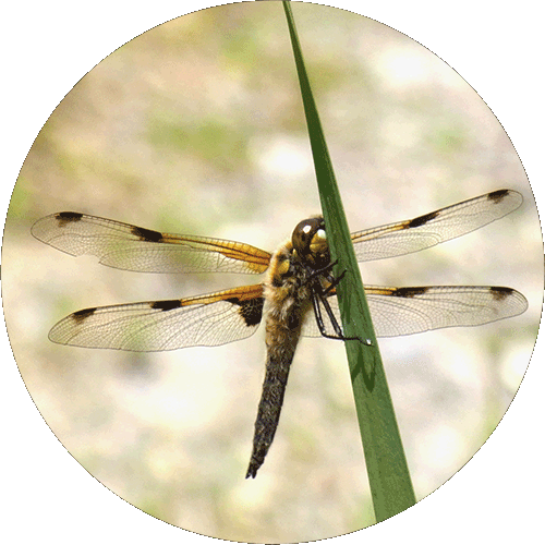 libelle