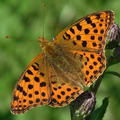 kleiner perlmuttfalter.jpg