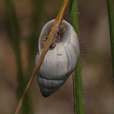 zebraschnecke